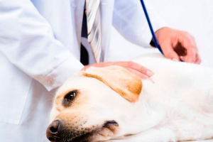 Dlaczego pies bogaty w żołądek i jak pomóc zwierzakom pozbyć się wiercenia? Dlaczego pies bogaty w żołądek i jak pomóc zwierzakom pozbyć się wiercenia?